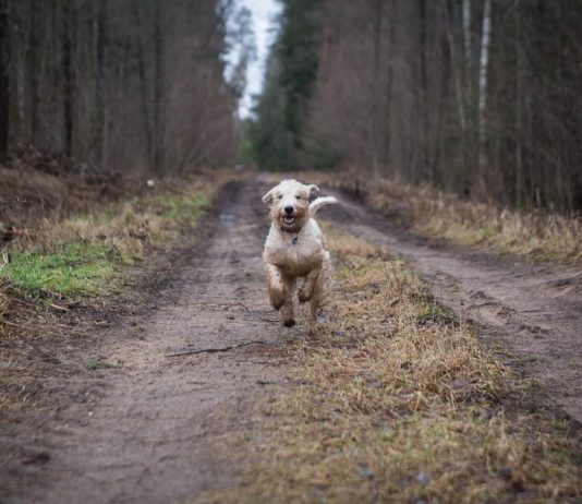 Budai kutyás kalauz – hova vidd a kedvencedet?