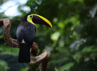 Amazónia a II. kerületbe költözik a Föld Napján