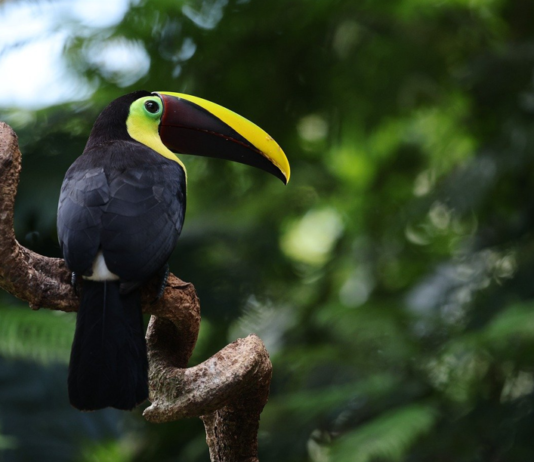 Amazónia a II. kerületbe költözik a Föld Napján