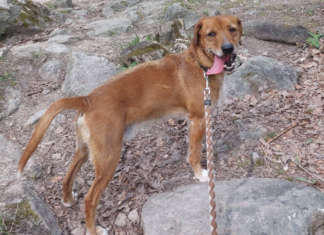 Brutálisan bántalmazták a Pasaréti úton, ma kutyafuttató viseli a nevét: gazdira vár Berci, az igazi túlélő