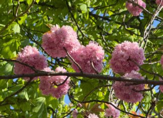 Rózsaszín tavasz 2026-ban: újra virágba borult a Tóth Árpád sétány