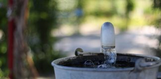 Egy vödörnyi is sokat számít: így segíthetünk önkéntes vízadással a II. kerület fáinak a hőségben