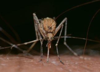 Mutáns szúnyogok szívják a budaiak vérét
